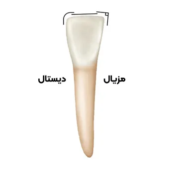 آناتومی-دندان-لترال-پایین-5