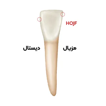 آناتومی-دندان-لترال-پایین-6