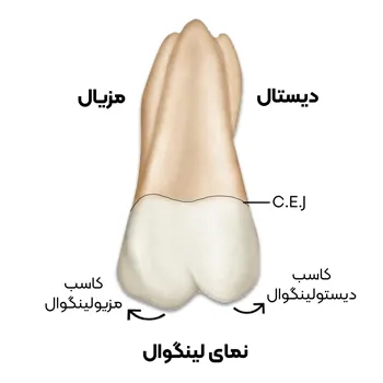 آناتومی-دندان-مولار-اول-1