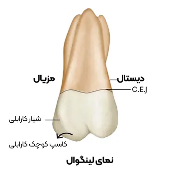 آناتومی-دندان-مولار-اول-2
