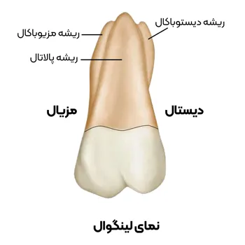 آناتومی-دندان-مولار-اول-3