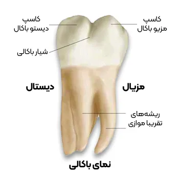 آناتومی-دندان-مولار-دوم-4
