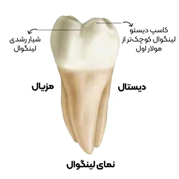 آناتومی-دندان-مولار-دوم-5