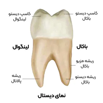 آناتومی-دندان-مولار-دوم-6