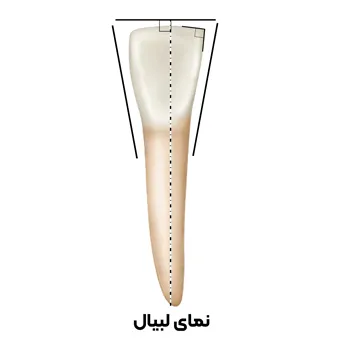 آناتومی-سانترال-فک-پایین-3