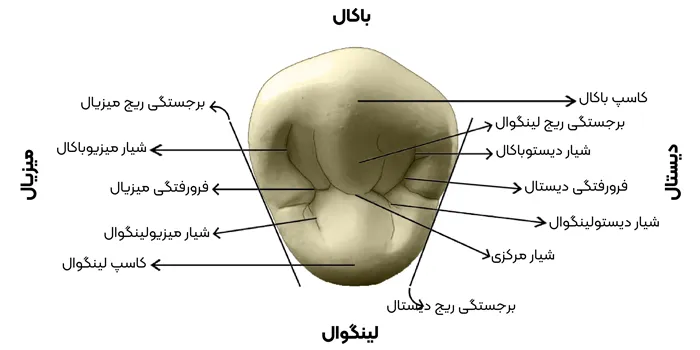اطلاعات-تکمیلی-آناتومی-و-مورفولوژی-پرمولار-اول-1