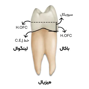 اطلاعات-تکمیلی-آناتومی-و-مورفولوژی-پرمولار-اول-3