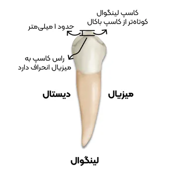 اطلاعات-تکمیلی-آناتومی-و-مورفولوژی-پرمولار-اول-4