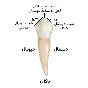 اطلاعات-تکمیلی-آناتومی-و-مورفولوژی-پرمولار-اول-5