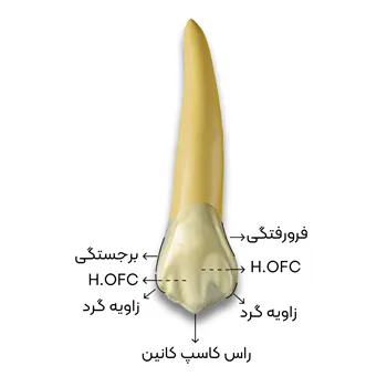 ویژگی-های-دندان-کانین