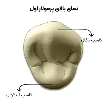پرمولار-اول-از-نمای-بالا