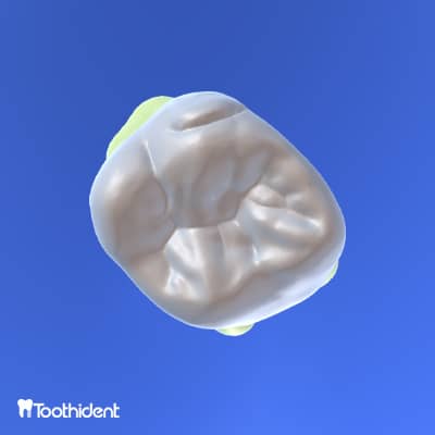 تصویری از اپلیکیشن 3d tooth anatomy