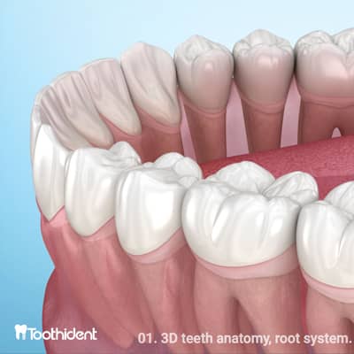 تصویری از اپلیکیشن آموزش آناتومی 
dental illastration