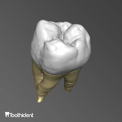 تصویر یکی از بهترین اپلیکیشن های آموزش آناتومی real tooth