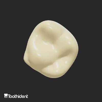 تصویری از اپلیکیشن آموزش آناتومی tooth view