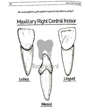 نمونه-صفحه-کتاب-آناتومی-و-مورفولوژی-دندان-نوشته-حسن-بهناز-4