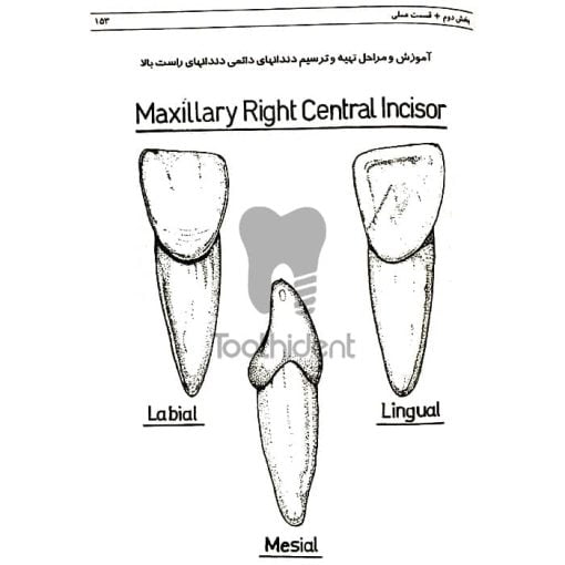 نمونه-صفحه-کتاب-آناتومی-و-مورفولوژی-دندان-نوشته-حسن-بهناز-4