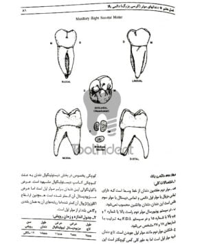 نمونه-صفحه-کتاب-آناتومی-و-مورفولوژی-دندان-نوشته-حسن-بهناز-5