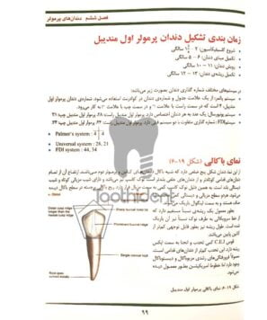 نمونه-صفحه-شناخت-آناتومی-و-مورفولوژی-دندان-4