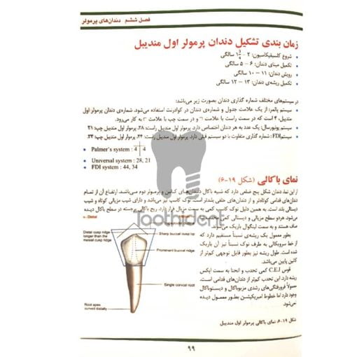 نمونه-صفحه-شناخت-آناتومی-و-مورفولوژی-دندان-4