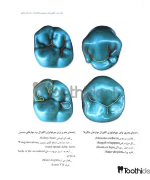 نمونه-صفحه-کتاب-آناتومی-و-مورفولوژی-هیلتون-2