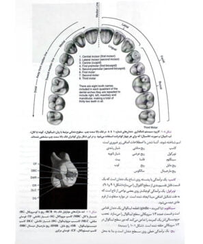 نمونه-صفحات-کتاب-آناتومی-و-مورفولوژی-دندان-1
