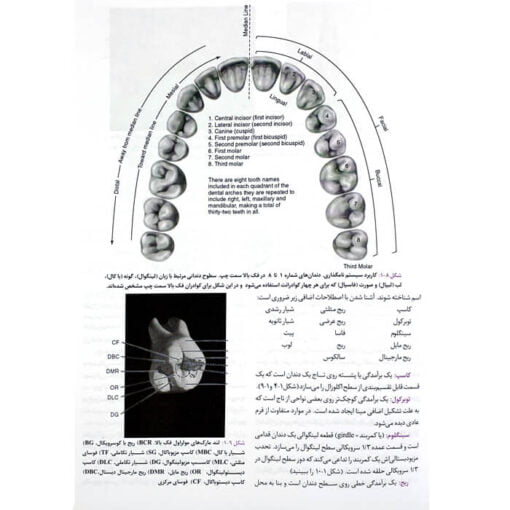 نمونه-صفحات-کتاب-آناتومی-و-مورفولوژی-دندان-1