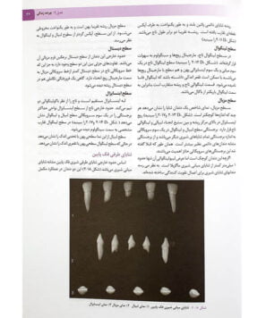 نمونه-صفحات-کتاب-آناتومی-و-مورفولوژی-دندان-3