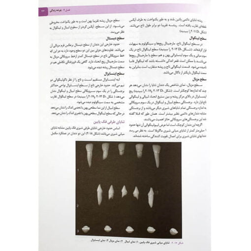 نمونه-صفحات-کتاب-آناتومی-و-مورفولوژی-دندان-3