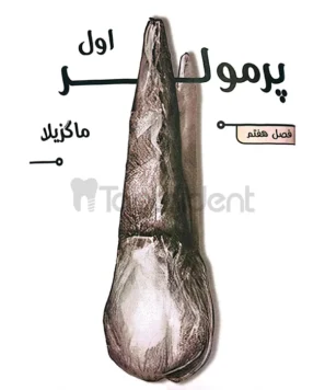 عکس گالری کتاب کالاباری3